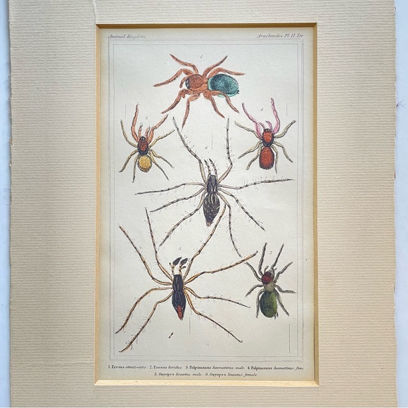 Vintage Spider Illustrations - book plate etchings - Picture 3 of 6